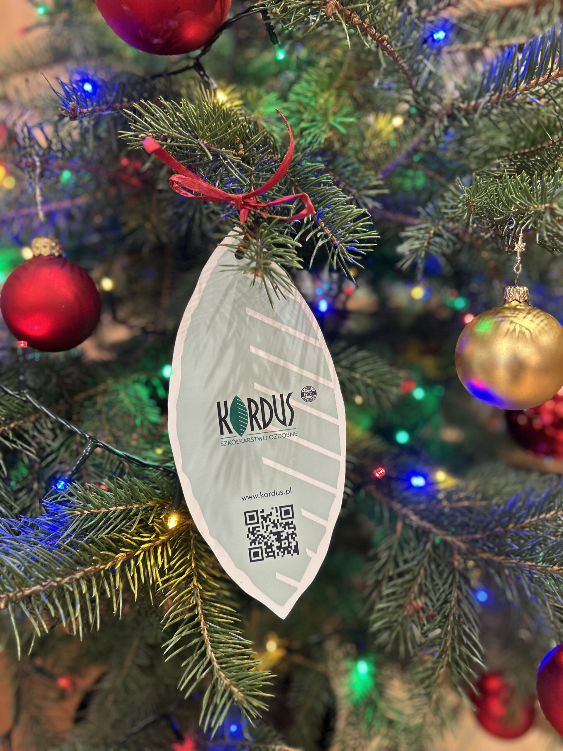 Read more about the article Podziękowania dla firmy Kordus za&nbsp;przekazanie choinek do&nbsp;naszych bibliotek